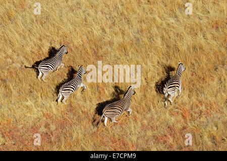 Vista aerea di pianura (Burchells) zebre (Equus burchelli) nella prateria, Sud Africa Foto Stock