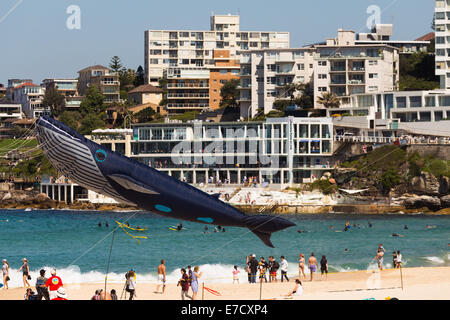 Una balena Kite contro lo sfondo di Bondi iceberg, Bondi Festival di venti, 2014 Foto Stock