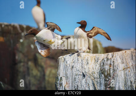 Due Guillemots (Uria aalge) sulla cima di una scogliera; uno ha appena preso il decollo e il suo compagno si estende le sue ali. Foto Stock