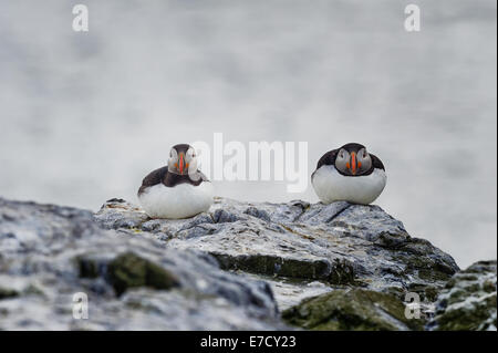 Due Atlantic pulcinelle di mare (Fratercula arctica) Pesce persico palissonatrice arroccato su una cengia rocciosa con defocalizzata mare dietro. Foto Stock