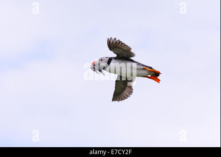 Atlantic Puffin (Fratercula arctica) vola indietro da una sortita con un beakful di cicerelli, la sua dieta tipica. Foto Stock