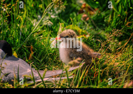 Un Arctic Tern pulcino (Sterna paradisaea), bastoni vicino a sua madre vicino il loro nido. Un britannico di uccello Foto Stock