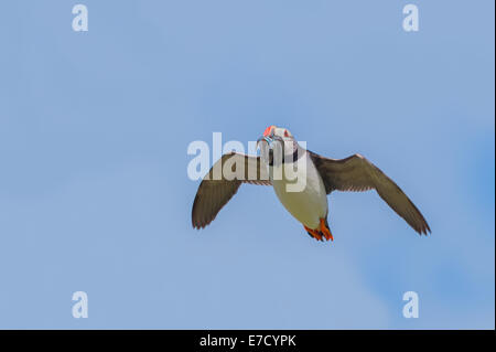 Un Atlantic Puffin (Fratercula arctica) con un beakful di cicerelli, in volo battenti airborne contro un cielo blu Foto Stock