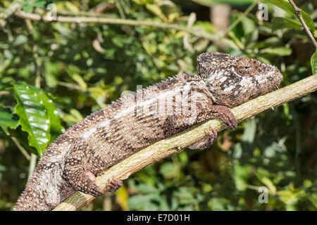 Oustalet o gigante malgascio Chameleon (Furcifer oustaleti), Madagascar Foto Stock