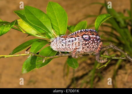 Tappeto femmina (Chameleon Furcifer lateralis), Madagsacar Foto Stock