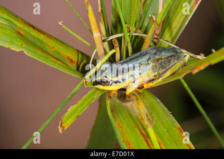 Blu-indietro reed rana, (Heterixalus madagascariensis), Maroantsetra, Madagascar Foto Stock