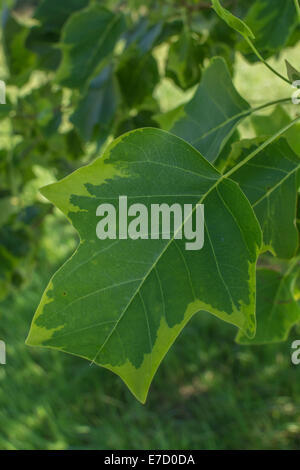 Variegata di foglia di un campione del Tulip Tree / liriodendron tulipifera aureomarginatum. A volte chiamato Tulip pioppo. Foto Stock