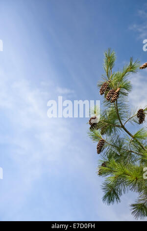Pino il ramo con i coni contro il cielo con spazio di copia Foto Stock