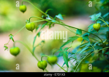 La clematide Bill MacKensie orientalis, tangutica, gruppo 3. Foto Stock