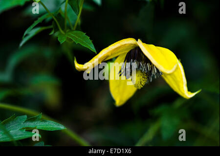 La clematide Bill MacKensie orientalis, tangutica, gruppo 3. Foto Stock