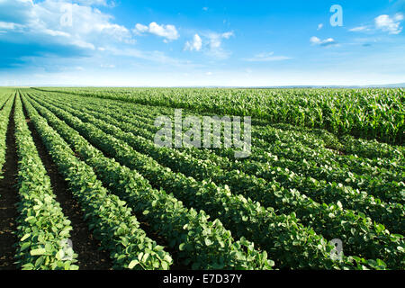 Semi di soia al successivo campo di mais a maturazione stagione primaverile, il paesaggio agricolo Foto Stock