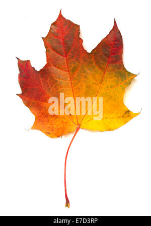 Acero colorato autumn leaf isolati su sfondo bianco Foto Stock