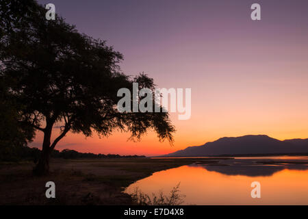 Tramonto sul fiume Zambesi e Ana tree Foto Stock