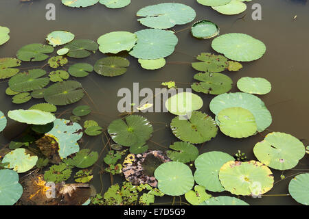 Water Lilies sulle sponde di un lago in Cambogia. Le foglie galleggiare sulla superficie dell'acqua. Foto Stock