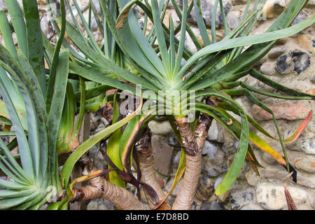 Il fogliame appiattita della ventola aloe, Aloe plicatilis Foto Stock