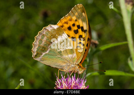Alette ripiegate per mostrare il lato inferiore, un argento lavato fritillary, Argynnis paphia, nettari su fiordaliso Foto Stock