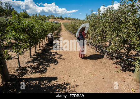 Julian, CA, Stati Uniti d'America. Xiv Sep, 2014. A dispetto delle temperature roventi nella California del Sud, l'apple stagione della raccolta è in pieno svolgimento. Molti frutteti di invitare i clienti a scegliere le proprie mele e pagare per sacchetto. Fotografie da Volcan Valley Apple Farm, il più grande U-Pick frutteto di Julian, una sessantina di chilometri a est di San Diego. Credito: Henryk Kotowski/Alamy Live News Foto Stock