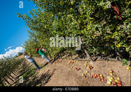 Julian, CA, Stati Uniti d'America. Xiv Sep, 2014. A dispetto delle temperature roventi nella California del Sud, l'apple stagione della raccolta è in pieno svolgimento. Molti frutteti di invitare i clienti a scegliere le proprie mele e pagare per sacchetto. Fotografie da Volcan Valley Apple Farm, il più grande U-Pick frutteto di Julian, una sessantina di chilometri a est di San Diego. Credito: Henryk Kotowski/Alamy Live News Foto Stock