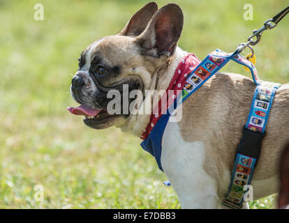 Varsavia, Polonia. 14 Settembre, 2014. Bulldog francese durante il XVI bulldog francese Rally a Varsavia. Centinaia di fan di questa razza raccogliere Dai tempo al tempo di trascorrere un periodo di tempo con i loro compagni preferiti, parlare della loro educazione e metodi per mantenerli sani e in forma. Credito: kpzfoto/Alamy Live News Foto Stock