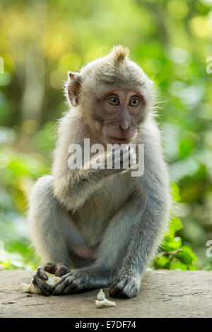 Baby lunga coda Macaque in ubud sacro Monkey Forest, Bali Foto Stock