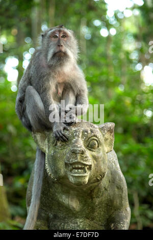 Una lunga coda Macaque sulla parte superiore di una statua all'interno di Ubud Monkey Forest, Bali Foto Stock