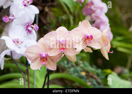 Orchidee colorate in mezzo alla foresta pluviale Foto Stock