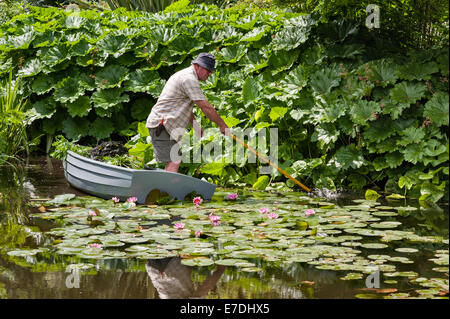Il Beth Chatto Gardens, Colchester, Essex, Regno Unito. Un giardiniere al lavoro la rastrellatura erbaccia fuori dello stagno Foto Stock