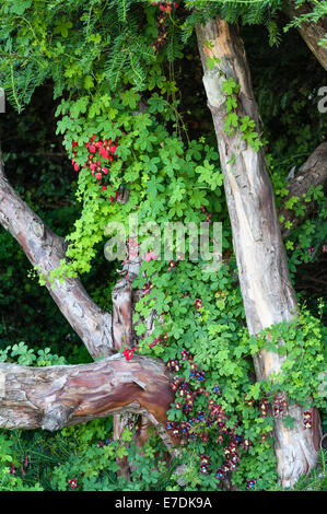 Tropaeolum speciosum (fiore scozzese di fiamma) che cresce in una vecchia siepe di tasso al castello di Crathes, Scozia, Regno Unito. E 'noto per fare bene nelle Highlands Foto Stock