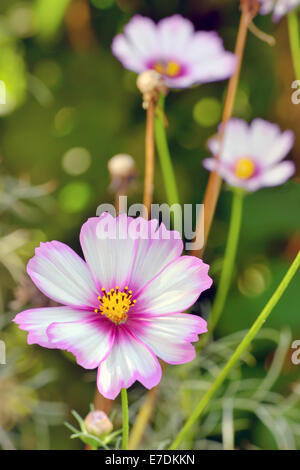 Cosmos bipinnatus fiore in giardino Foto Stock