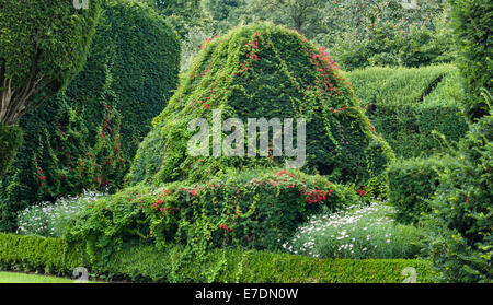 Levens Hall, Cumbria, Regno Unito. Tropaeolum speciosum (fiamma scozzese fiore) crescendo attraverso uno dei tanti ritagliati tassi Foto Stock