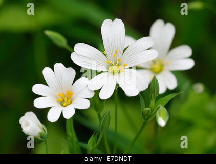 Maggiore Stitchwort - Stellaria holostea Woodland & siepe fiore Foto Stock