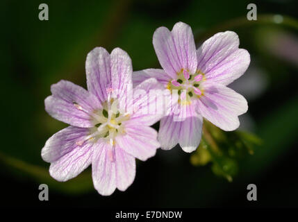 Rosa - Purslane Montia sibirica due fiori di colore rosa Foto Stock