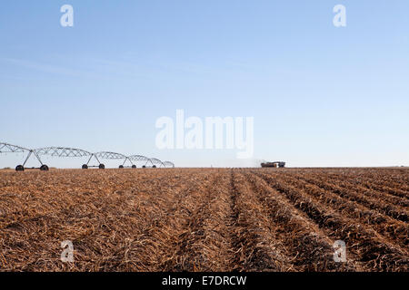 Campo di patate con impianto di irrigazione e le patate e trebbiatrice su orizzonte, Fort Saskatchewan, Alberta, Canada Foto Stock