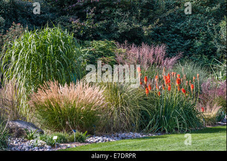 Piantagione perenne a fine estate presso i giardini della Royal Horticultural Society (RHS), Wisley, Surrey, UK - erbe ornamentali e kniphofia (poker rosso caldo) Foto Stock