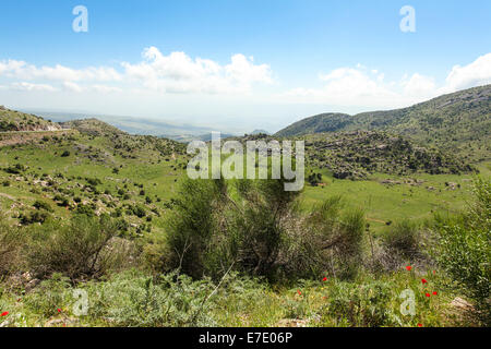 Fioritura di fiori di campo sulle alture del Golan, Israele fotografato in primavera può Foto Stock