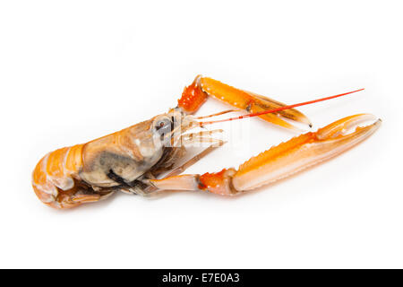 Langoustine (Nephrops norvegicus),la baia di Dublino gamberi o scampi isolato su un bianco di sfondo per studio. Foto Stock