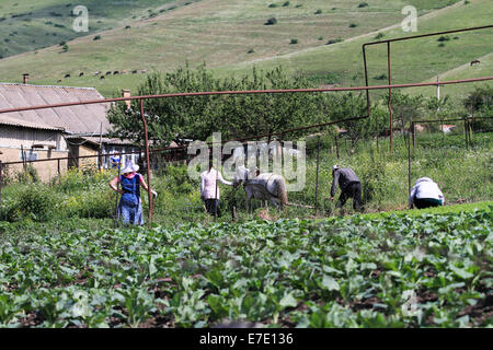 Gli agricoltori aratro il loro campo con un cavallo disegnato aratro a mano. Fotografato in Armenia Foto Stock