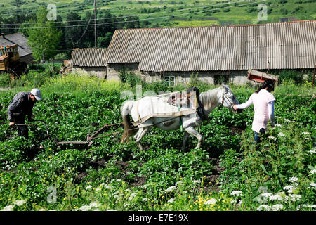 Gli agricoltori aratro il loro campo con un cavallo disegnato aratro a mano. Fotografato in Armenia Foto Stock