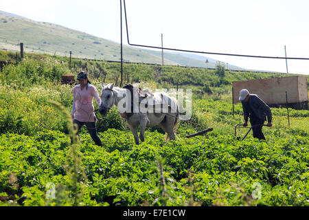 Gli agricoltori aratro il loro campo con un cavallo disegnato aratro a mano. Fotografato in Armenia Foto Stock