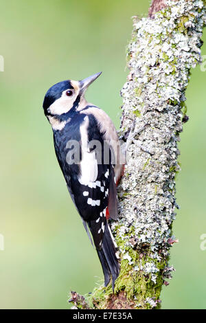 Femmina adulta Picchio Rosso con Nero distingtive cappuccio di testa appollaiato sul Lichen coperto il ramo #3228 Foto Stock