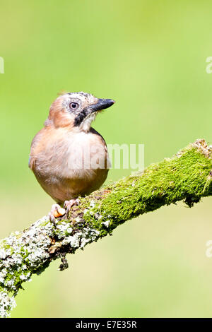 Jay appollaiato su moss / lichen coperto ramoscello #3084 Foto Stock