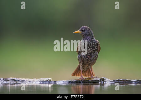 Starling comune (sturnus vulgaris) sul bordo di una piscina di foresta Foto Stock