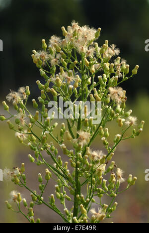 Canadese, fleabane conyza canadensis Foto Stock