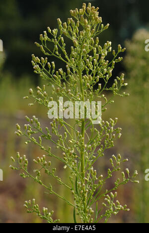 Canadese, fleabane conyza canadensis Foto Stock