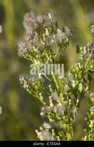 Canadese, fleabane conyza canadensis Foto Stock