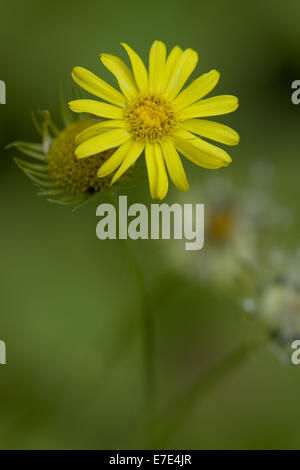 Grande falso leopard's-bane, doronicum pardalianches Foto Stock
