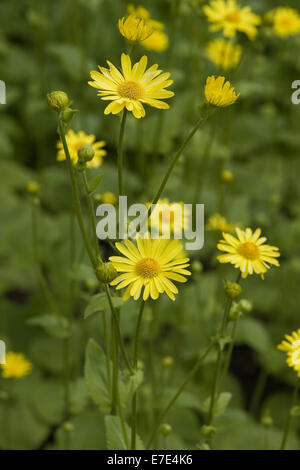 Grande falso leopard's-bane, doronicum pardalianches Foto Stock