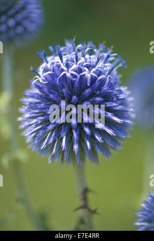 Globe thistle, echinops ritro ssp. ruthenicus Foto Stock