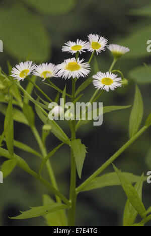 Annuale, fleabane erigeron annuus Foto Stock