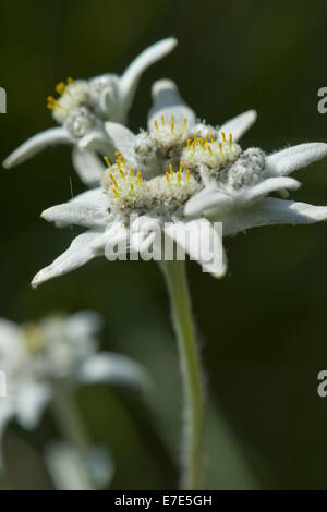 Edelweiss, leontopodium alpinum Foto Stock